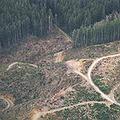 奧瑞岡一處可吸收二氧化碳的林相遭伐除。圖片來源：ENS