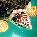 赤蠵龜；可用兩眼間的鱗甲圖案來辨別種類。圖片來源：Wikipedia