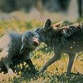 美國野生土狼在獵捕羊隻；圖片來源：Colorado State