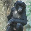剛果盆地一隻年幼的矮黑猩猩。圖片來源： UNEP-WCMC，Mark Attwood攝