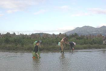 自然公園管理處工作人員及義工下水搶救棲地魚蚌類；圖片提供：葉再富