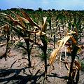 美國內布拉斯加州的玉米受烈日烤曬而枯萎。 圖片來源：University of Nebraska–Lincoln
