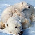 北極熊賴以生存的冰因氣候變化而正融化中。圖片來源：Scott Schlieb,USFWS