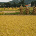 日本利用當地農產品，例如高產水稻生產乙醇。圖片來源：Wikipedia
