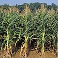 有機玉米田。圖片來源：Bob Nichols,USDA