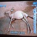八大電視「世界第一等」節目，射殺羚羊的畫面；圖片提供：黃瀚瑩
