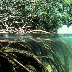 紅樹林的水上和水下部分。圖片來源：Wikipedia