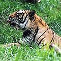 老虎一直處在人類不斷入侵的壓力下。圖片來源：Elizabeth Kemp,WWF-Canon