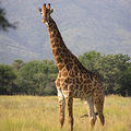 非洲長頸鹿。圖片來源：Wikipedia