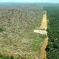 巴西的亞馬遜森林遭受非法伐木。圖片來源：Greenpeace