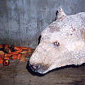 圈養的北極熊開始渾身潰爛、脫毛，最後死亡；圖片提供：台灣動物之聲電子報