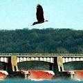 白頭鷹翱翔於密西西比河流域 圖片來源：ENS