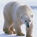 北極熊。圖片來源：美國國家地理調查局(USGS)