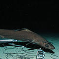 鯊烯來自鯊魚肝臟的油提煉。圖片詳見：Guardian News and Media
