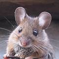 小家鼠；圖片來源：Wikipedia