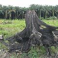 馬來西亞一處泥炭沼澤森林轉而造棕櫚林。圖片來源：ENS