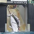 二隻死亡鯨魚被拖上日本捕鯨船。圖片來源：澳洲海關