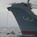 日本捕鯨船勇新丸號。圖片來源：澳洲海關