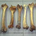 蘇門達臘公開販賣的老虎骨頭。圖片來源：TRAFFIC