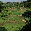 水田溝渠邊孕育出的豐富生命；圖片提供：人禾環境倫理發展基金會