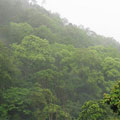 春天雨霧中全株披上新綠的樟樹林。（攝影：楊國禎）