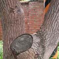 樹幹上樹皮不規則深縱裂的紋路，據說就是樟樹名稱由「刻劃如印章的紋路」轉來的依據。（攝影：吳岡城）