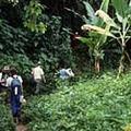 生物搜尋隊正在哥欺大黎加的雨林中探險 。圖片來源：IDRC