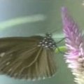 紫斑蝶