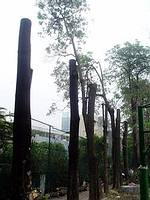 慘遭截肢的黑板樹；圖片提供：高雄市綠色協會