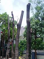 慘遭截肢的黑板樹；圖片提供：高雄市綠色協會