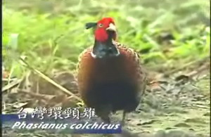 環頸雉。圖片來源：台灣影音自然頻道