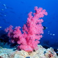 紅珊瑚。圖片來源：維基百科