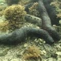 蕩皮參與黑海參是澎湖海域最常見的海參。