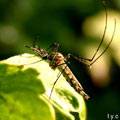 蚊子（圖片來源：嘎嘎昆蟲館）　　
