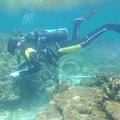 澎湖生態工作假期珊瑚礁體檢