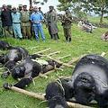 2007年七月，8隻山地大猩猩遭殺害。圖為世界遺址剛果維龍加國家公園內。圖片來源：International Gorilla Conservation Program