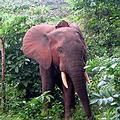 喀麥隆的非洲象。圖片來源：Theodore Etonde,Field Trip Earth