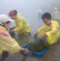 小朋友們在雨霧中仍努力完成清除水蘊草的工作
