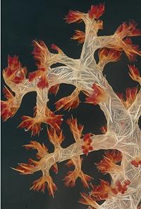 大堡礁附近的軟珊瑚Dendronepthya soft coral(攝影：Gary Cranitch，圖片節錄自昆士蘭博物館)
