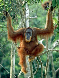在IUCN物種紅皮書中被列為嚴重瀕危的Sumatran猩猩；圖片來源：ARKive