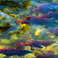 普吉灣的鮭魚；圖片來源：Puget Sound Partnership
