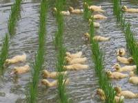 「有機稻場」的鴨群（圖片來源：米果電子報）