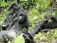 維拉岡國家公園的山地大猩猩。攝影：VooDooNoel