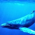 大翅鯨；圖片來源：NOAA