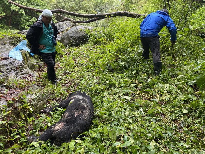 國家公園內發現槍擊致死黑熊 確認為3年前繫放個體