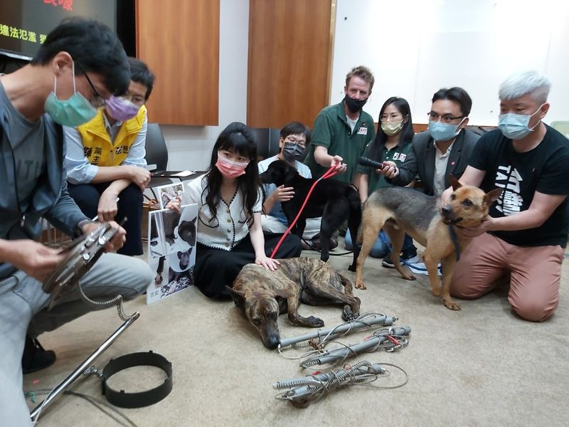 禁用卻沒禁販售 動團：救援動物六成來自「山豬吊」 呼籲速修法