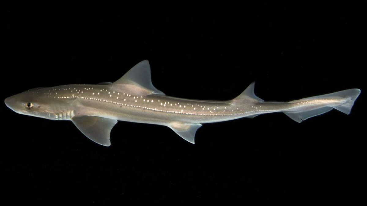 紐西蘭星鯊發出「喀喀」聲！ 錄音證實鯊魚會發聲