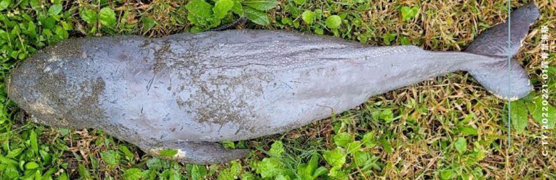 首例離岸風場納露脊鼠海豚保育 彰化「渢佑」通過環評初審