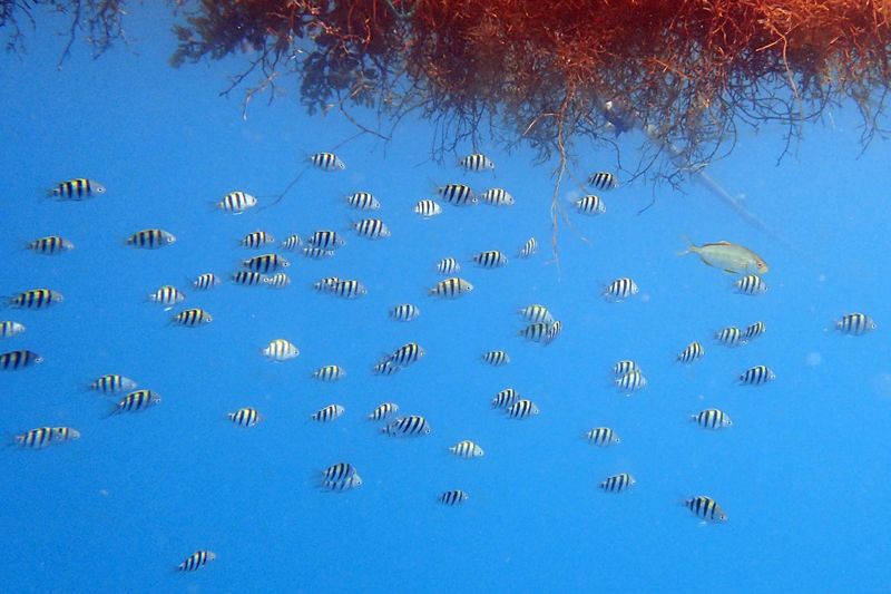 風機的水下世界 從風場開始思考海洋 學者：需長期監測與永續管理