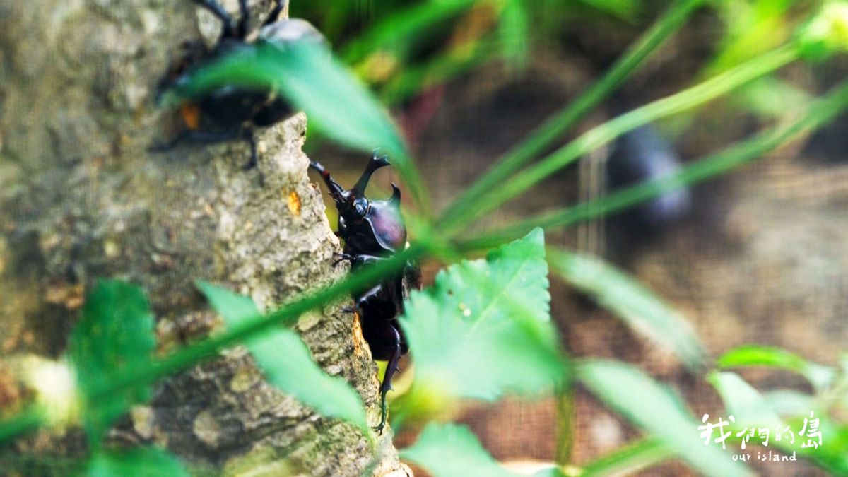 獨角仙生態公園開幕：怎樣才是真正的生態公園？